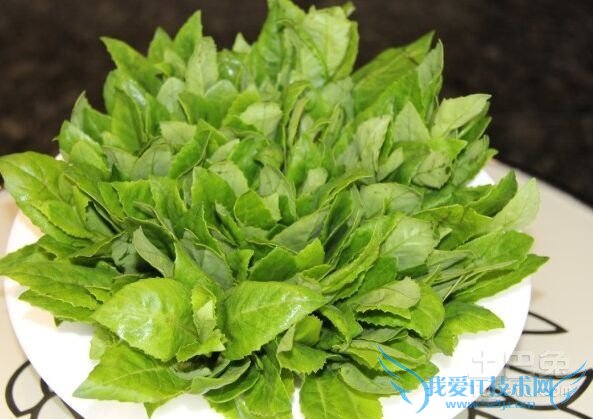 明月草的功效与作用