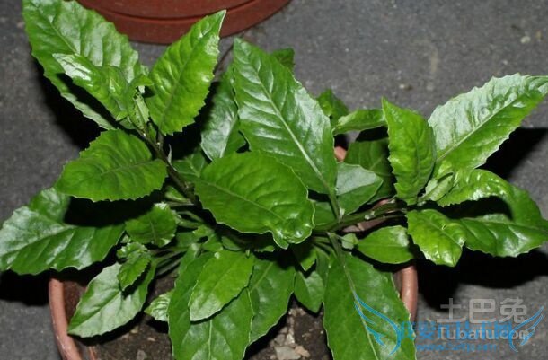 明月草的功效与作用