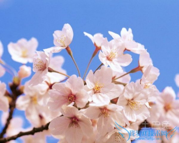 樱花草的故事 樱花草的故事