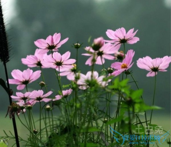 樱花草的故事 樱花草的故事