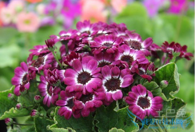 樱花草的故事 樱花草的故事