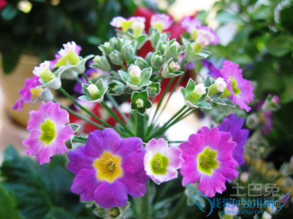 樱花草的故事 樱花草的故事