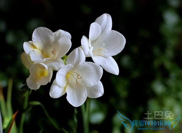 香雪兰的花期 香雪兰的花期