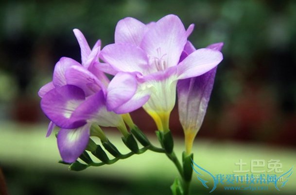 香雪兰的花期 香雪兰的花期