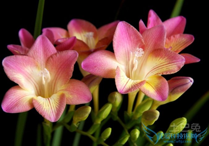 香雪兰的花期 香雪兰的花期