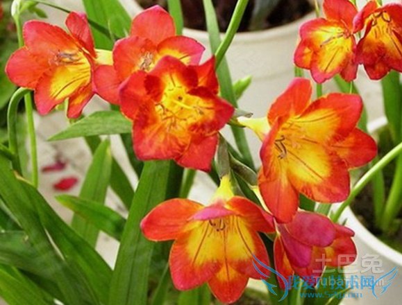 香雪兰的花期 香雪兰的花期