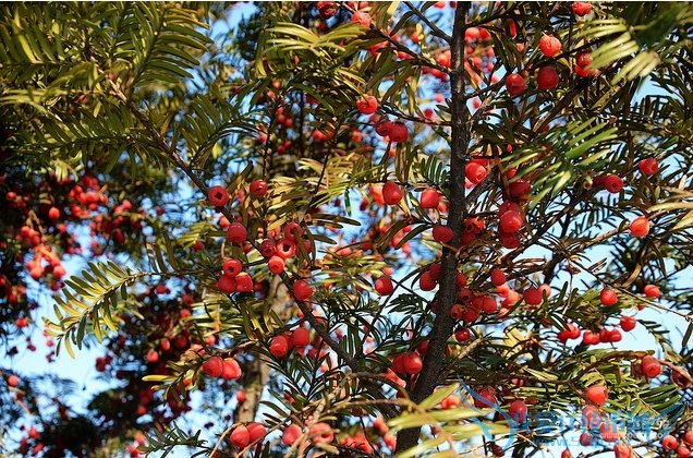 红豆杉的药用价值 抗癌效果好