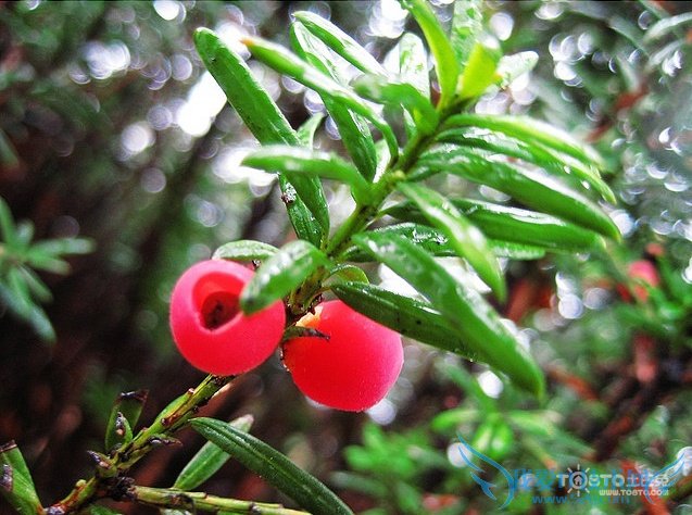 红豆杉的药用价值 抗癌效果好