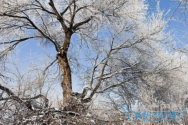 花草树木怎样过冬