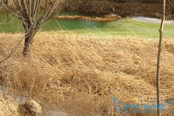 花草树木怎样过冬