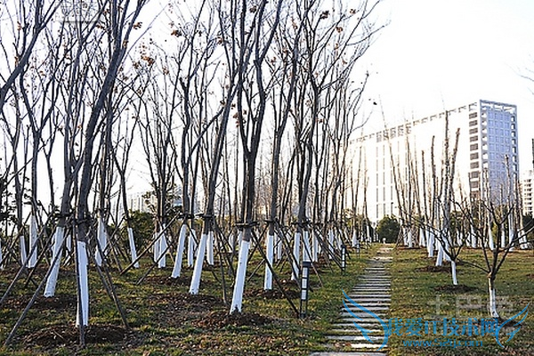 花草树木怎样过冬
