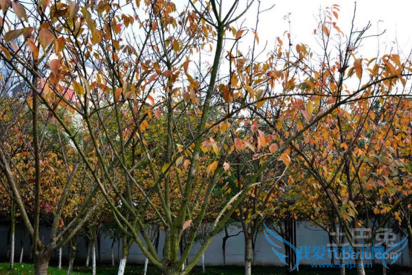 花草树木怎样过冬