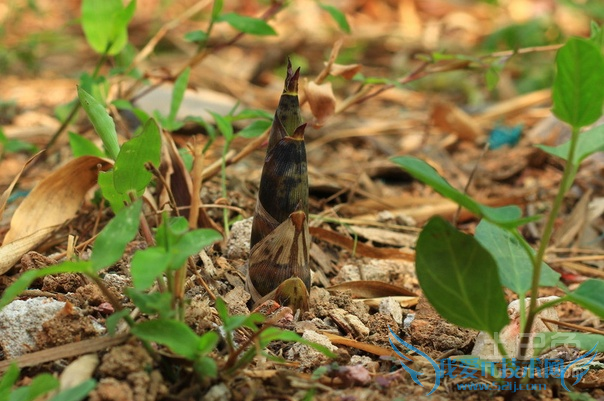 春笋图片