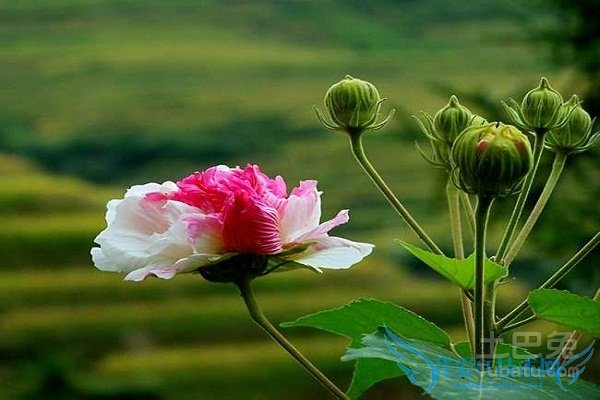 木芙蓉树载培枝术