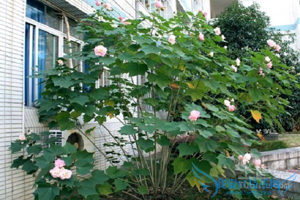 木芙蓉树载培枝术