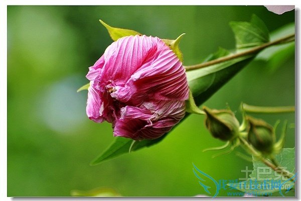 木芙蓉树载培枝术