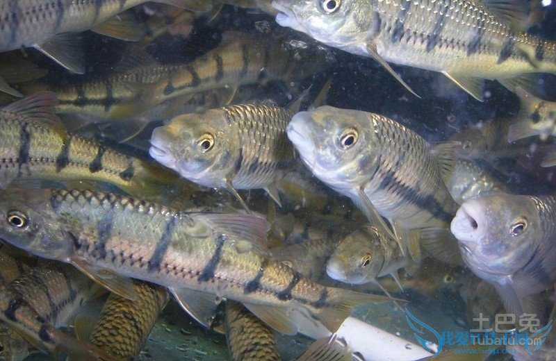 中华倒刺 中华倒刺