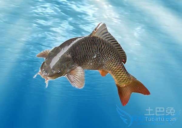 中华倒刺 中华倒刺