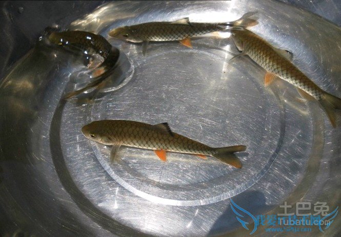 中华倒刺 中华倒刺