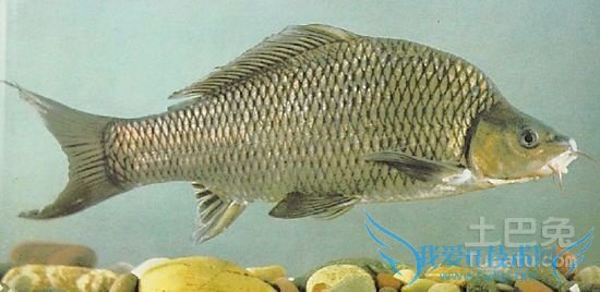 中华倒刺 中华倒刺