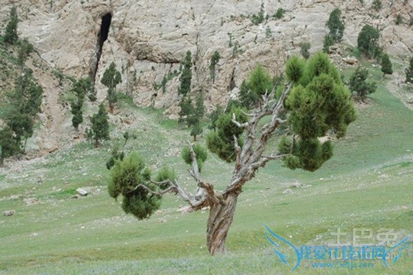 崖柏的药用价值