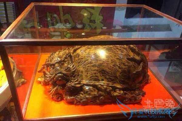 崖柏的药用价值