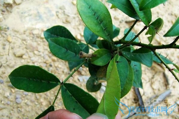 Á½ÃæÕëÖÖÖ²