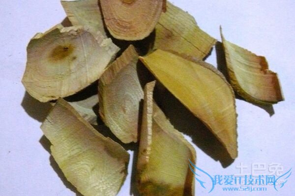 Á½ÃæÕëÖÖÖ²