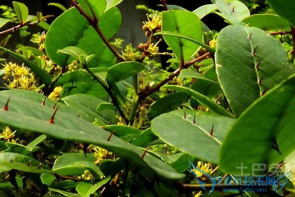 Á½ÃæÕëÖÖÖ²