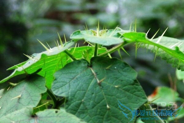 Á½ÃæÕëÖÖÖ²