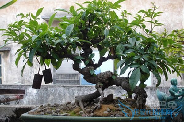 Á½ÃæÕëÖÖÖ²