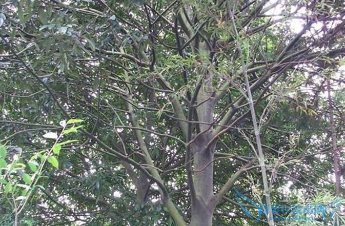 什么是酸枝木 什么是酸枝木