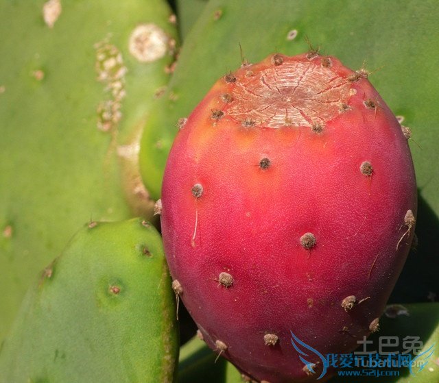 仙人掌的果实