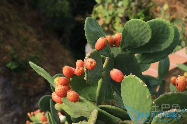 仙人掌的果实