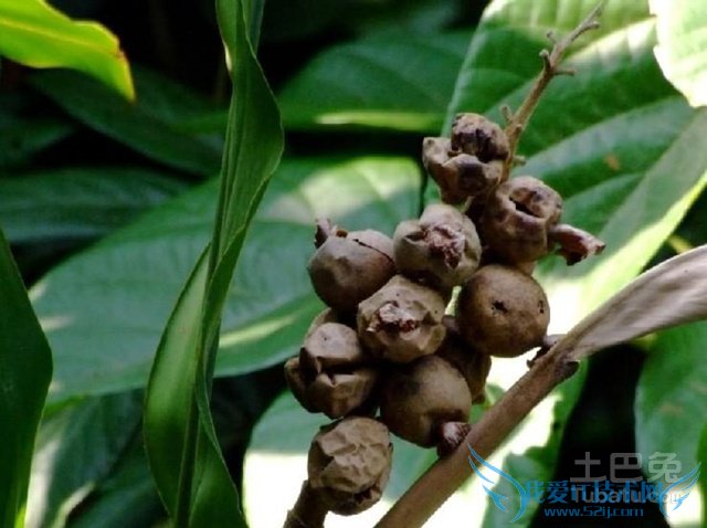 草豆蔻的功效与作用