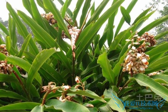 草豆蔻的功效与作用