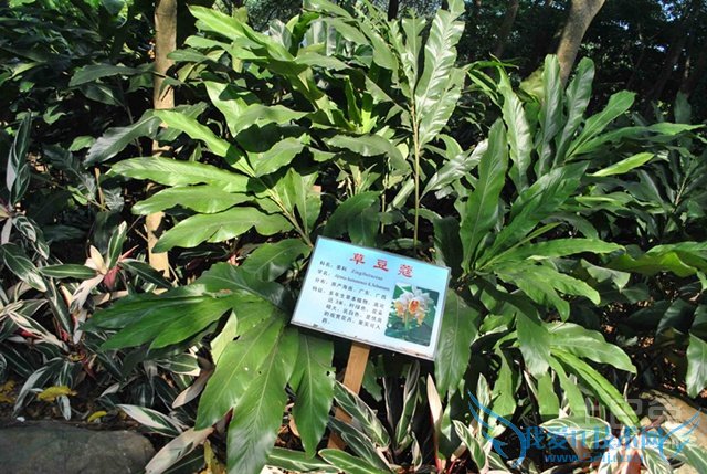 草豆蔻的功效与作用