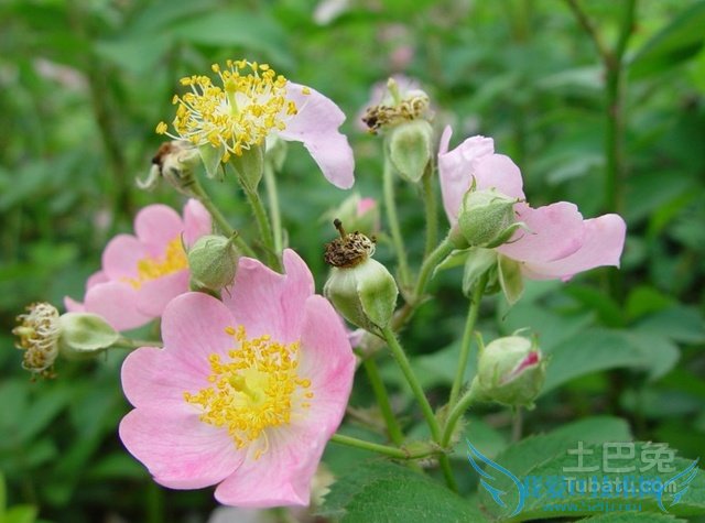 野蔷薇的作用 野蔷薇的作用