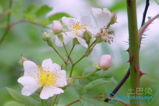野蔷薇的作用 野蔷薇的作用