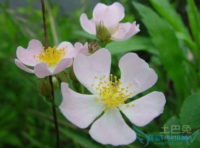 野蔷薇的作用 野蔷薇的作用