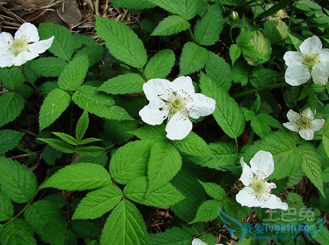 野蔷薇的作用 野蔷薇的作用