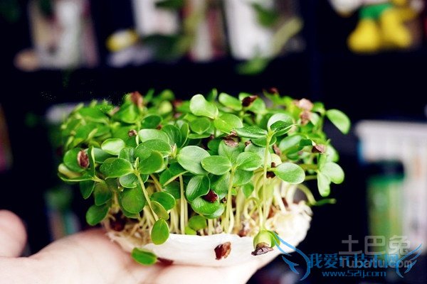 芽苗菜种植技术 芽苗菜种植技术