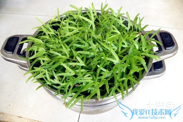 芽苗菜种植技术 芽苗菜种植技术