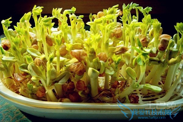 芽苗菜种植技术 芽苗菜种植技术