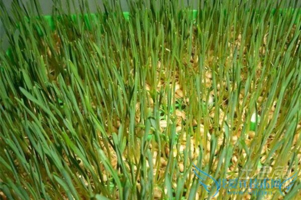 芽苗菜种植技术 芽苗菜种植技术