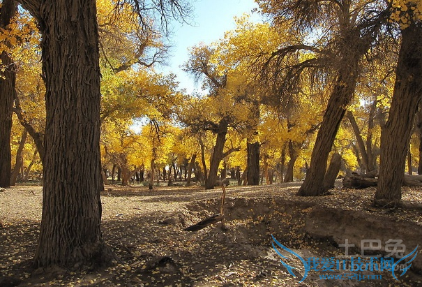 胡杨树图片