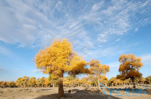 胡杨树图片