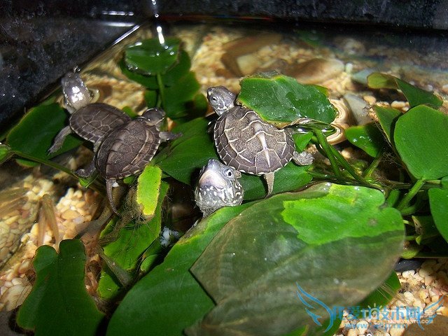 乌龟吃什么长得快 教你怎么养乌龟