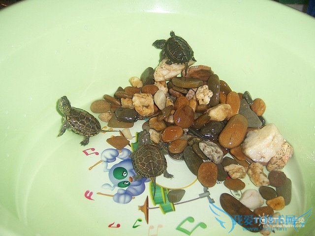 乌龟吃什么长得快 教你怎么养乌龟