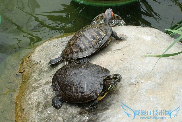 乌龟吃什么长得快 教你怎么养乌龟